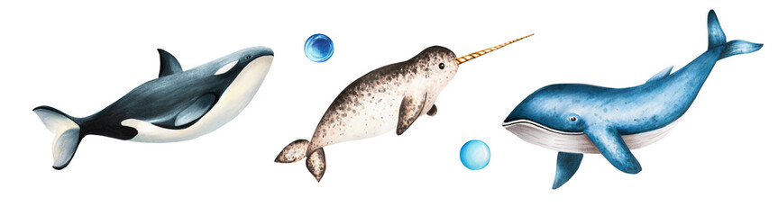 Watercolor narwhal with long tusk, blue whale and killer whale isolated on white background. Hand painting realistic Arctic and Antarctic ocean mammals. For designers, decoration, postcards, wrapping