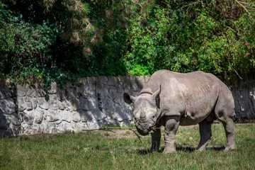 Foto op Plexiglas Black Rhinoceros. © Josef