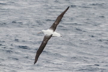 Southern royal albatross (Diomedea epomophora)