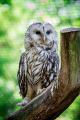Ural owl.