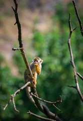Common Squirrel Monkey.