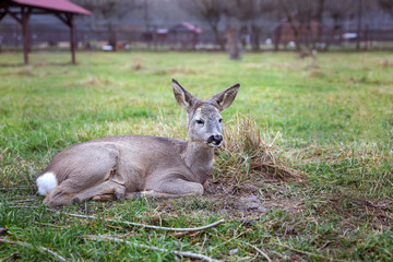 Roe deer, capreolus capreolus lies on the grass