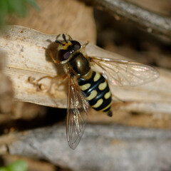 Hoverfly (Eupeodes corollae) on the ground