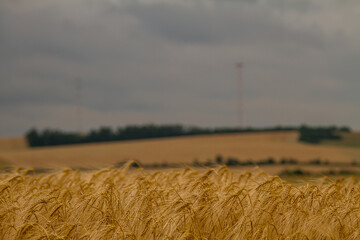 Detail of barley.