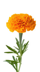 marigold flower stalk with leaves , isolated on transparent background cutout , generative ai