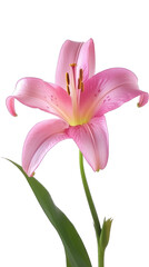 pink lily flower stalk with leaves , isolated on transparent background cutout , generative ai