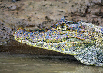 Predatory American caiman or alligator on the banks of tropical river.