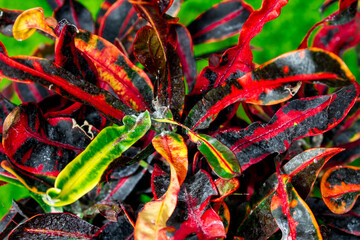 Colorful leaves.