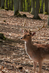 Fallow deer in forest.