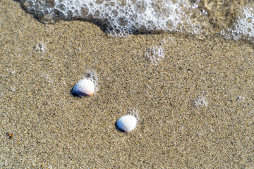 seashells on the sand