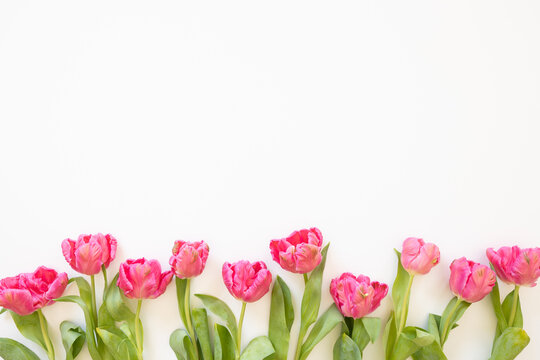 Border of pink parrot tulips on a white background