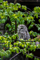 Ural owl.