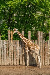 Giraffe in nature.