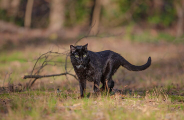 Panther in the Backyard 