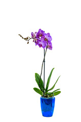 Naklejka na ściany i meble Orchid flower isolated on the white background