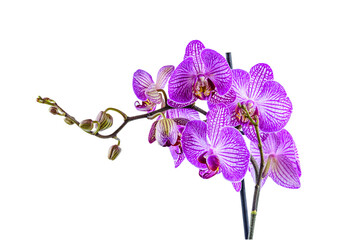 Orchid flower isolated on the white background