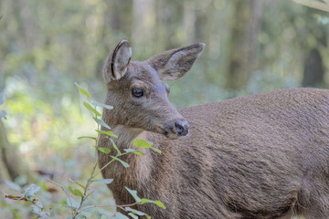 Sweet Female Deer in the Woods - Oregon