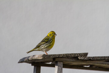 European greenfinch on feeder.