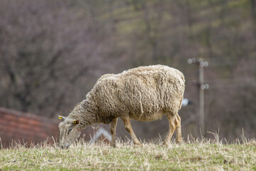 Sheep on meadow.