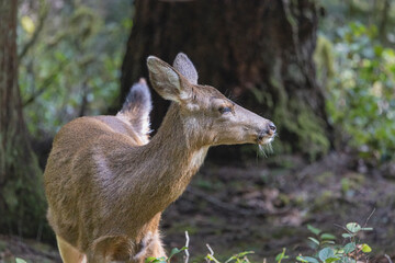 Black Tailed Deer Profile 001