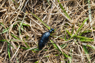 Meloe in grass.