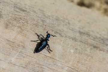 Meloe on log.