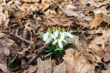 Galanthus nivalis.