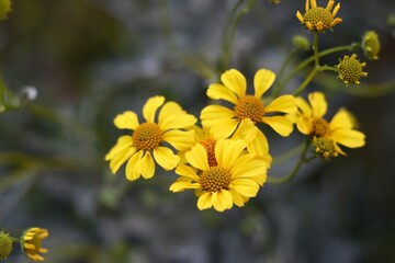 Blooming yellow wildflowers in Arizona. 