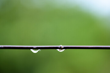 Horizontal grape branch with drops of rain