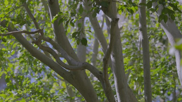 This slow motion video shows a beautiful crested oropendola (Psarocolius decumanus) bird taking off in flight. 