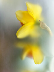 Yellow classic narcissus flower in blurred textured filter effects. Perfect colorful abstract...