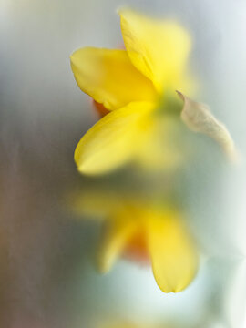 Yellow classic narcissus flower in blurred textured filter effects. Perfect colorful abstract floral background for text