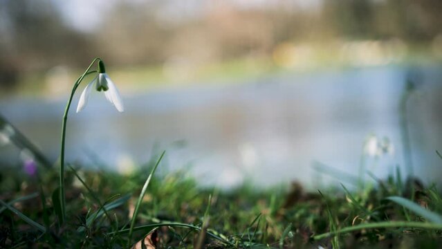 A snowdrop flower at river bank. Concept springtime season.