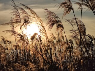 wheat field at sunset