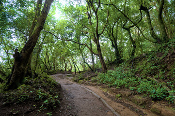 Fototapeta na wymiar Beautiful green enchanted forest. Ancient woods. Magical teal rain forest. 