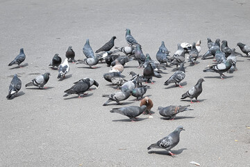 Obraz premium A flock of pigeons on the pavement