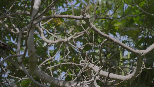 This slow motion video shows a beautiful crested oropendola (Psarocolius decumanus) bird hoping from branch to branch in a rainforest landscape. 