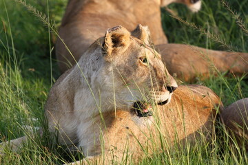Portrait of a lioness resting with her pride members 