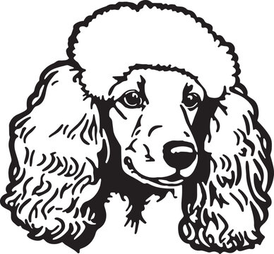 Poodle head dog vector illustration