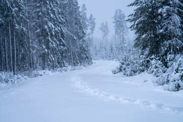 Heavy snowfall in remote wild wooded forest terrain during Wintertime with daylight.