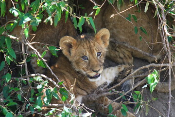 Lion cub looking into camera and hiding in a thick bush
