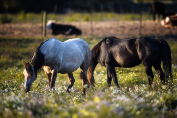 beauty of the horses in the green pastures while they eat from the grass in the stables