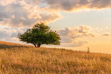 Single tree on the meadow during sunset
