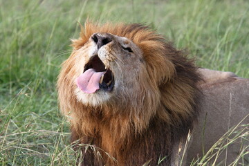 Naklejka na ściany i meble Portrait of a yawning lion showing his tongue