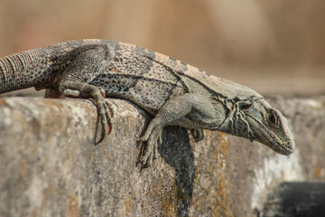 GARROBO, IGUANA O LAGARTIJA HONDUREÑA