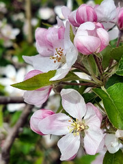 Close up of pink tinged apple tree flowers in an orchard . - 584042439