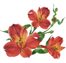 Bouquet of red alstroemeria lilies. Romantic composition for weddings and Valentines Day. Watercolor illustration, frame for congratulations and invitations