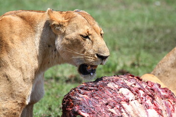 Lioness standing over a buffalo carcass looking into camera