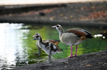 geese family on the lake