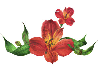 Vignette of red alstroemeria lilies. Romantic composition for weddings and Valentines Day. Watercolor illustration, frame for congratulations and invitations